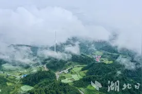 中国板党之乡恩施板桥镇：一株党参解锁致富密码图片