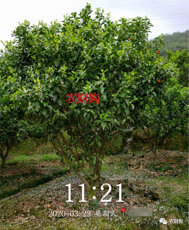 5个真实果园案例分析！下肥、保果、打药工作详解，对号入座