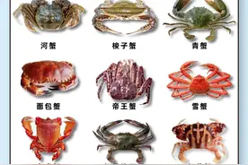 一口气读完螃蟹的可食用部位说明！及常见螃蟹的区别！图片