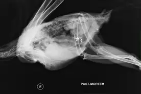 一只秃鹰的X光片让人意外，肚内留存多片铅碎片，怎么来的？图片