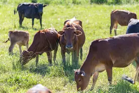 养牛人十看牛，让你养牛无后顾之忧图片