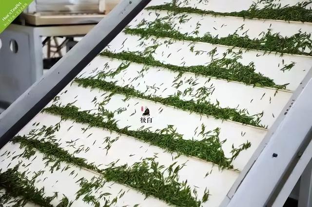 极白·安吉白茶，中国养生白茶领导品牌，只做氨基酸含量高的茶
