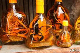 蛇酒变“腐败液”？30年蛇酒喝到出现生理反应，究竟是福是祸？图片