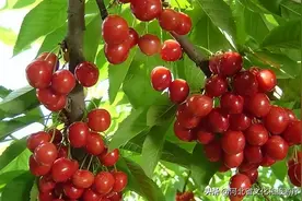 五一微旅行 | 甜蜜采摘谁不爱图片