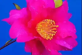 一花一世界，赏花赏景，赏心悦目图片
