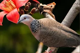 （原创）与斑鸠相处的日子（第三天）图片