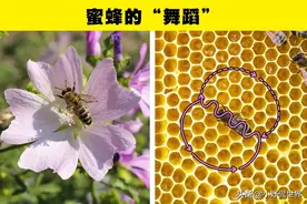 动物冷知识：动物们也有自己的语言，8种动物有趣的交流方式图片