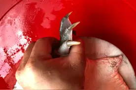 老人钓获二十多斤“甲鱼王”，宝马男：一斤十块，出200元想买走图片