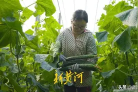 好品山东 | 从寿光到北京，一根黄瓜的奇妙旅行图片