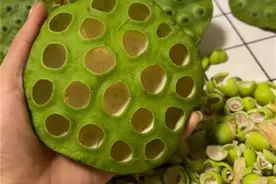 莲蓬可以直接剥开吃吗？莲蓬怎么吃？常见的莲蓬吃法有哪些？图片
