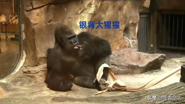 盘点非洲10大危险动物，为何狮群被集体团灭？谁才是非洲王者？