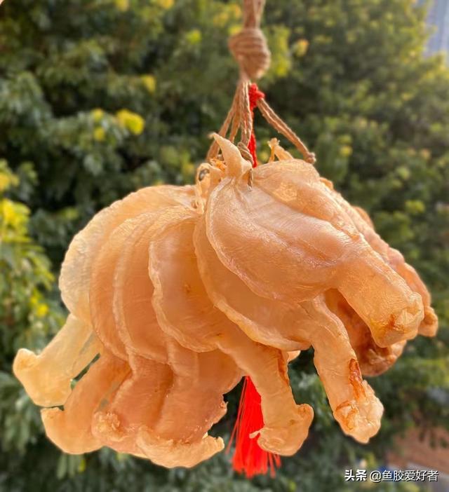 土鳘鱼胶与赤嘴鱼胶区别 2026年土鳘赤嘴鱼胶的功效和作用