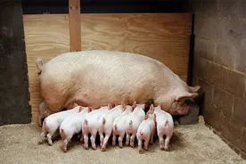 淘汰母猪一般怎么处理？母猪一般下几窝就淘汰？养殖经验告诉你图片