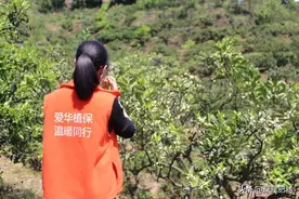 柑橘树这些作业保花保果图片