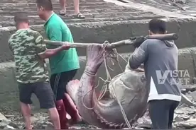 渔民捕获到240斤龙胆石斑，三人用棍子吃力抬走，知情者：起码能卖2万多块钱图片