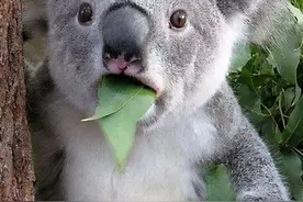 倒霉的考拉的一生：小时候吃屎，长大中毒图片