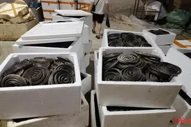 四川查获野生蟾蜍33吨、蛇7200斤！已经是冬天，究竟要怎么放生？图片