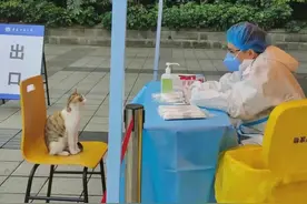身为一只成熟的猫咪，要自己去做核酸检测图片