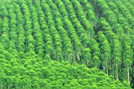 要做中国造纸第一省的广西，又将迎来种植速生桉的新一轮热潮？图片