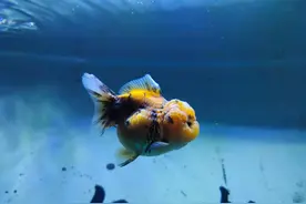 一位鱼友的金鱼饲养心得，都是实战经验，对于新手鱼友帮助很大图片