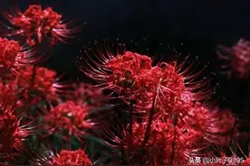 明明在对整个世界笑，可眼神却充满了绝望图片