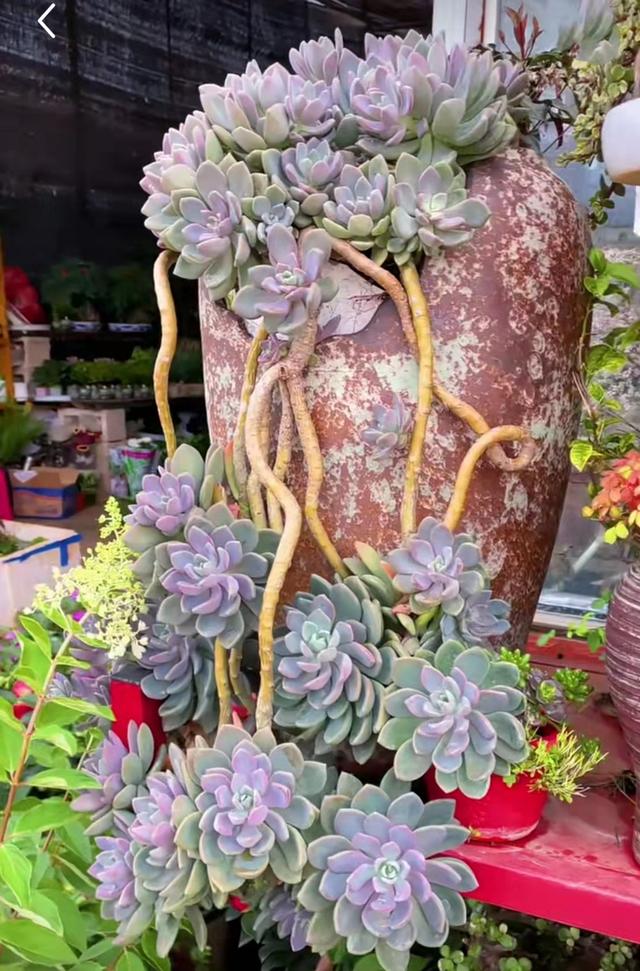 瞧瞧这盆极品"冬美人"老桩,已经成极品!皮实好养的多肉就是牛