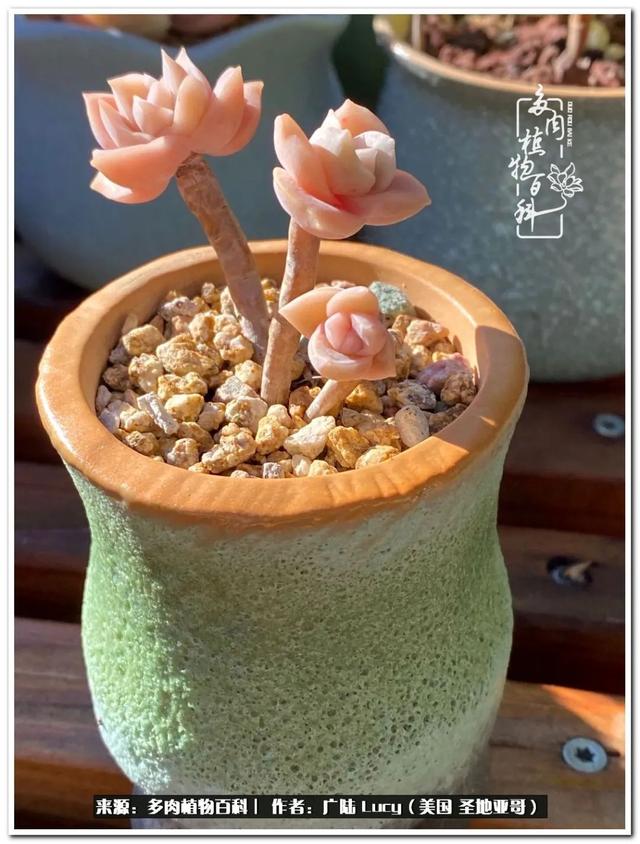 疫情送给我的礼物:肉肉娃和狗狗娃