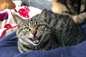 为什么“狸花猫”的弃养率那么高？原来是这几点不惹人喜爱图片