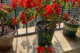 阳台养三角梅，就选“热火桑巴”，颜值高、爱开花，养护也简单图片