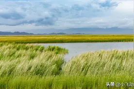 你知道吗？芦苇不仅是一种观赏植物，还有这些惊人的用途和价值图片