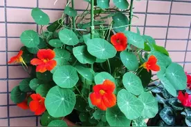 阳台养旱金莲，做好“2点”，皮实好养、花多叶多、变成开花机器图片