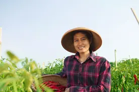 辣椒“三落”怎么办？学用这几个“笨”方法，辣椒还可挂满枝头图片