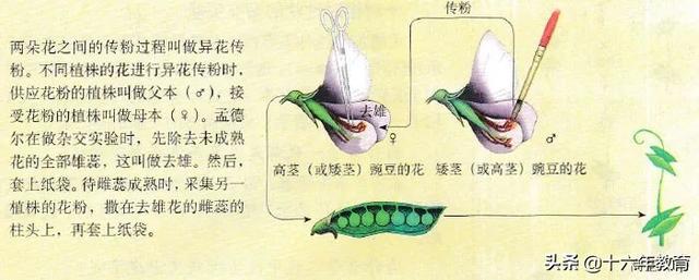 高中生物重要生化知识图解记忆（建议收藏）