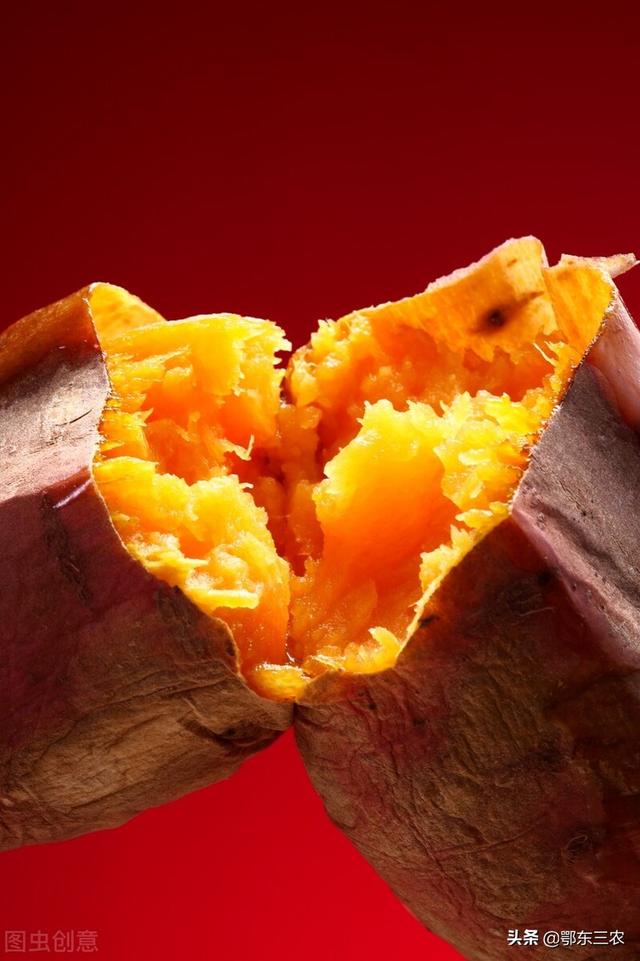 一年甘薯半年粮,甜蜜红薯图鉴来了(红薯产品有哪些品种) - 冷求网