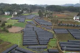 余庆新鲜羊肚菌上市啦！图片