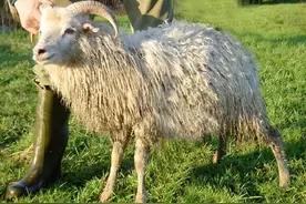 羊口疮是什么原因引起的？羊口疮的快速治疗方法，看完请收藏图片