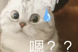 邻居家小猫每天过来蹭饭还自己带碗…是不是有点过分了？图片
