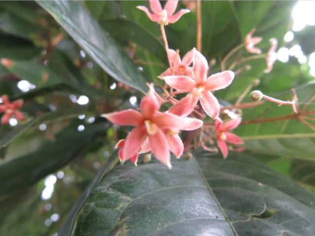 巧笑倩兮，美目盼兮——苹婆果到底为何物？