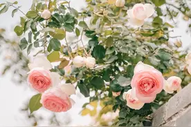 一念春风薄，一念花易落，愿这一季春暖，花常开，月长圆，人长好图片