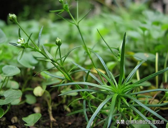 踏春必备“百草图”之三，身边那些有价值的野草，你能认识几种？