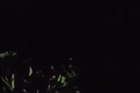 云南红河：民警救助国家二级保护动物蛤蚧图片