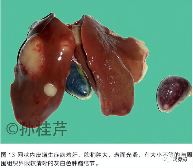 胳膊鸡皮肤发黑