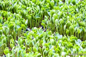 种植蔬菜，菜苗为什么长得又细又高？明白这几点就全解决了图片