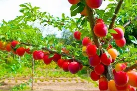 “桃饱人，梨害人，李子树下埋死人”的通俗意义图片