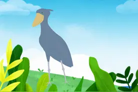 鲸头鹳：会向人类点头鞠躬的大鸟图片