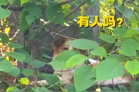 湖南怀化 蓝朋友训练归途偶遇一只狗狗在绿叶丛中发出嘤嘤求助声图片