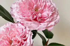 花艺师必学的花材养护篇图片