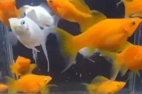 每天认识一种观赏鱼（玛丽鱼）图片