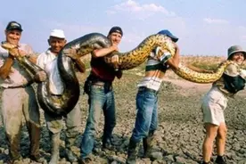 如果人遇到“亚马逊沼泽之王”森蚺，用一把刀，能完成自救吗？图片