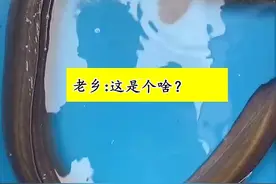 罕见！广东老乡水库捕获一条5斤“山坑鳗”，网友：赶紧上交国家图片